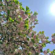 ヒメ日記 2025/04/19 12:11 投稿 みれい 横浜人妻セレブリティ（ユメオト）