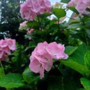 ヒメ日記 2025/06/03 20:30 投稿 みれい 横浜人妻セレブリティ（ユメオト）