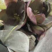 ヒメ日記 2025/04/10 04:22 投稿 真紀／まき 五反田アネージュ（ユメオト）