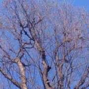 ヒメ日記 2025/02/04 09:04 投稿 美香（み　か） ビッグバード