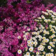 ヒメ日記 2025/04/25 23:22 投稿 美香（み　か） ビッグバード