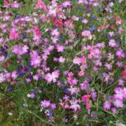 ヒメ日記 2025/05/18 11:50 投稿 美香（み　か） ビッグバード