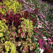 ヒメ日記 2025/07/18 20:44 投稿 美香（み　か） ビッグバード