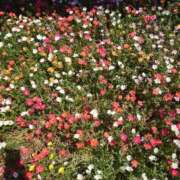 ヒメ日記 2025/08/20 14:54 投稿 美香（み　か） ビッグバード