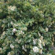 ヒメ日記 2026/01/24 18:54 投稿 美香（み　か） ビッグバード