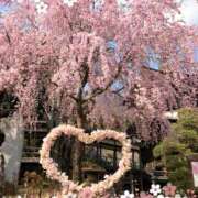 ヒメ日記 2025/04/06 14:57 投稿 くみ 美人百華　宇都宮