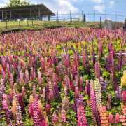 ヒメ日記 2025/05/20 19:43 投稿 くみ 美人百華　宇都宮
