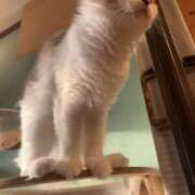 ヒメ日記 2025/04/22 16:41 投稿 はづき 久喜鷲宮ちゃんこ