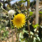 ヒメ日記 2025/03/07 12:28 投稿 のぞみ 成田富里インターちゃんこ