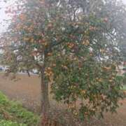 ヒメ日記 2025/03/31 20:05 投稿 藤崎　れい しこたま奥様 札幌店