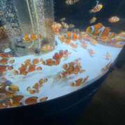 ヒメ日記 2026/04/23 13:01 投稿 きき コスプレ女帝織姫