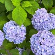 ヒメ日記 2026/07/01 17:18 投稿 れあ 素敵な女の子は好きですか？