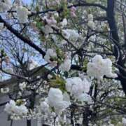 ヒメ日記 2025/04/04 21:14 投稿 真木 ゆずは こあくまな熟女たち 鶯谷・日暮里店(KOAKUMAグループ)