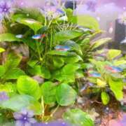 ヒメ日記 2025/09/26 18:24 投稿 桃井　さらは エテルナ京都