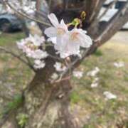 ヒメ日記 2026/03/29 20:19 投稿 桃井　さらは エテルナ京都