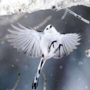 ヒメ日記 2025/12/15 22:38 投稿 るりこ 艶熟妻 京都店