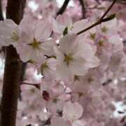 ヒメ日記 2025/04/25 17:59 投稿 まりあ奥様 デザイア日本橋