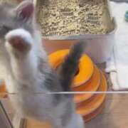 ヒメ日記 2025/04/23 17:17 投稿 ゆうな ベイキュート