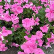 ヒメ日記 2025/09/18 18:37 投稿 ゆうな ベイキュート