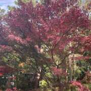 ヒメ日記 2025/11/29 15:57 投稿 ゆうな ベイキュート