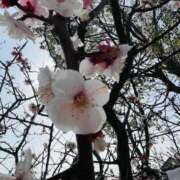 ヒメ日記 2026/03/05 11:55 投稿 光 Mrs.Deep SPA（ディープスパ）