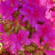 ヒメ日記 2026/05/01 10:55 投稿 光 Mrs.Deep SPA（ディープスパ）