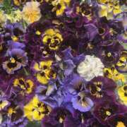 ヒメ日記 2026/02/27 13:15 投稿 美坂 Mrs.Deep SPA（ディープスパ）