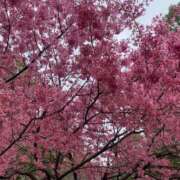 ヒメ日記 2025/03/15 14:24 投稿 有吉 熟女の風俗最終章 横浜本店