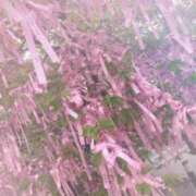 ヒメ日記 2025/03/30 16:53 投稿 ほの Delyz（デリーズ）