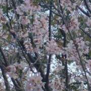 ヒメ日記 2025/03/22 08:34 投稿 左 熟女の風俗最終章 横浜本店