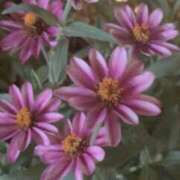 ヒメ日記 2025/09/03 11:05 投稿 左 熟女の風俗最終章 横浜本店