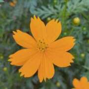 ヒメ日記 2025/09/17 17:04 投稿 左 熟女の風俗最終章 横浜本店