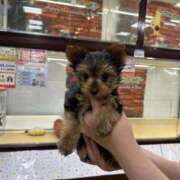 ひいろ奥様 中々😭 デザイア日本橋