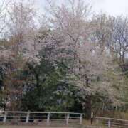 ヒメ日記 2025/04/01 17:10 投稿 ちひろ ご近所物語