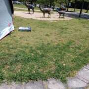 ヒメ日記 2025/04/30 10:42 投稿 ちひろ ご近所物語