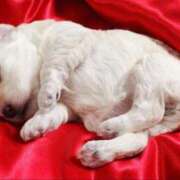 ヒメ日記 2025/03/20 20:56 投稿 さえ 熟女の風俗アウトレット大垣安八羽島店