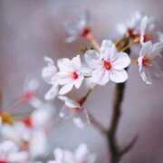 ヒメ日記 2025/04/02 13:46 投稿 さえ 熟女の風俗アウトレット大垣安八羽島店