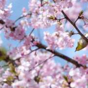 ヒメ日記 2025/04/03 09:16 投稿 さえ 熟女の風俗アウトレット大垣安八羽島店