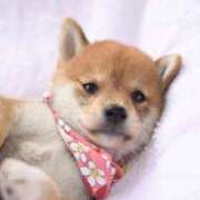 ヒメ日記 2025/04/11 13:26 投稿 さえ 熟女の風俗アウトレット大垣安八羽島店