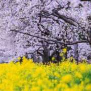 ヒメ日記 2025/04/16 16:36 投稿 さえ 熟女の風俗アウトレット大垣安八羽島店