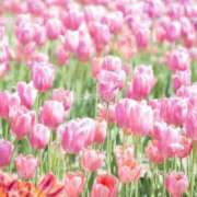 ヒメ日記 2025/04/21 15:36 投稿 さえ 熟女の風俗アウトレット大垣安八羽島店