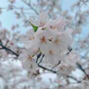 ヒメ日記 2025/04/13 08:12 投稿 いずみ モアグループ川越人妻花壇