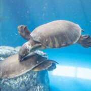 ヒメ日記 2025/02/01 13:14 投稿 高木恵奈(たかぎえな) 五十路マダムエクスプレス厚木店(カサブランカグループ)