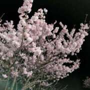 ヒメ日記 2025/03/19 19:56 投稿 高木恵奈(たかぎえな) 五十路マダムエクスプレス厚木店(カサブランカグループ)