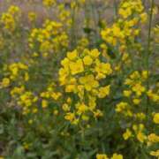 ヒメ日記 2025/03/24 09:18 投稿 高木恵奈(たかぎえな) 五十路マダムエクスプレス厚木店(カサブランカグループ)
