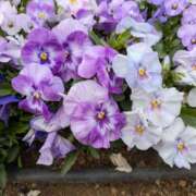 ヒメ日記 2025/03/30 06:54 投稿 高木恵奈(たかぎえな) 五十路マダムエクスプレス厚木店(カサブランカグループ)