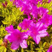 ヒメ日記 2025/05/04 07:22 投稿 高木恵奈(たかぎえな) 五十路マダムエクスプレス厚木店(カサブランカグループ)