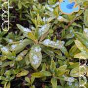 ヒメ日記 2026/02/08 08:46 投稿 高木恵奈(たかぎえな) 五十路マダムエクスプレス厚木店(カサブランカグループ)