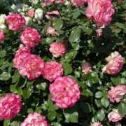 ヒメ日記 2025/05/11 13:06 投稿 えま ニュー不夜城