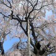 ヒメ日記 2025/04/20 16:26 投稿 ことの 町田人妻城